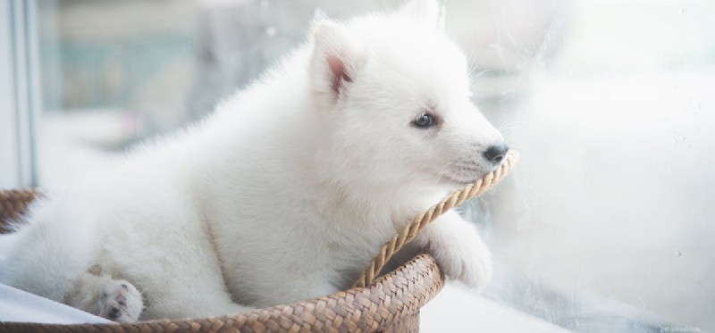 Os cães podem cheirar através do vidro?