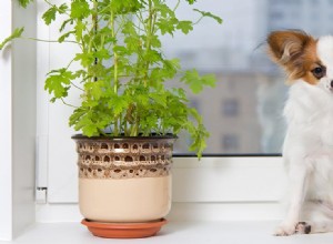 Могут ли собаки чувствовать запах сквозь стекло?