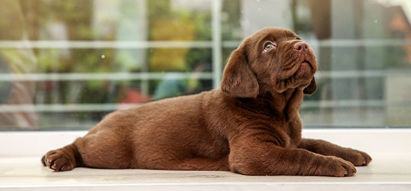 Kunnen honden door glas ruiken?