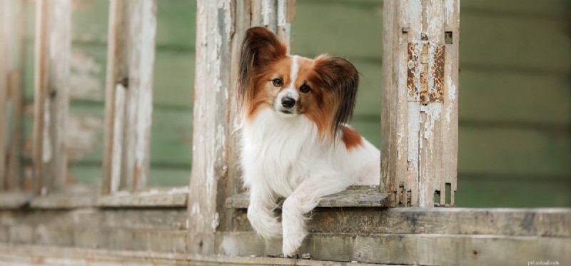 Les chiens peuvent-ils sentir à travers le verre ?