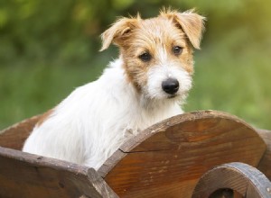 Les chiens peuvent-ils sentir le caca de baleine ?