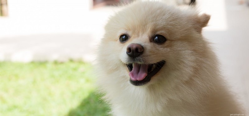 Os cães podem sorrir?
