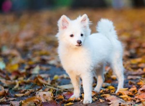 Les chiens peuvent-ils goûter les glands ?