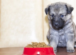 Můžou psi ochutnat stařené jídlo?