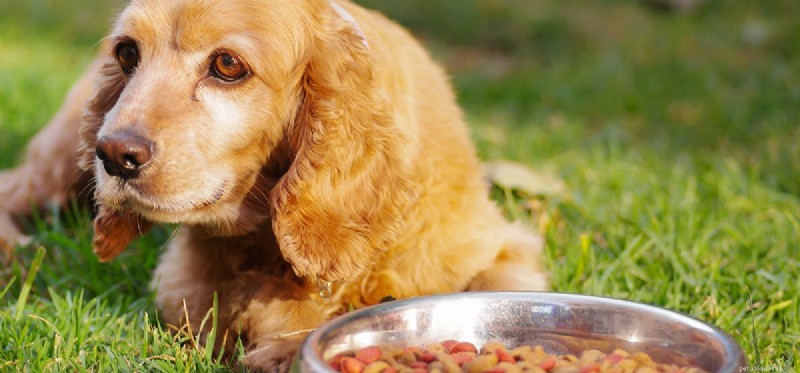 Kunnen honden oud voedsel proeven?