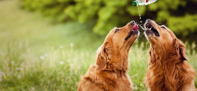 Les chiens peuvent-ils goûter le vinaigre de cidre ?