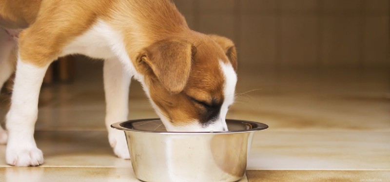 Les chiens peuvent-ils goûter le vinaigre de cidre ?