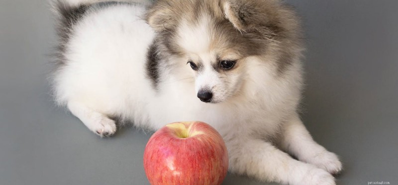 Os cães podem provar suco de maçã?