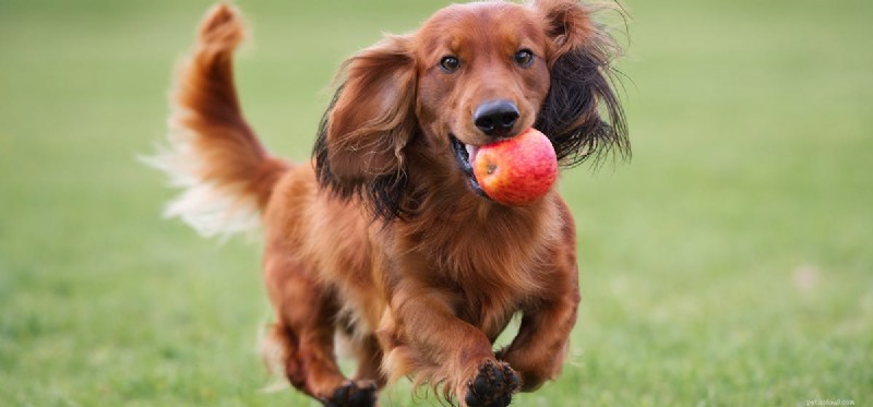 Os cães podem provar suco de maçã?