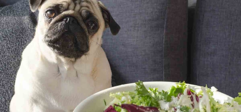I cani possono assaggiare la rucola?