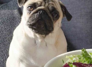 I cani possono assaggiare la rucola?