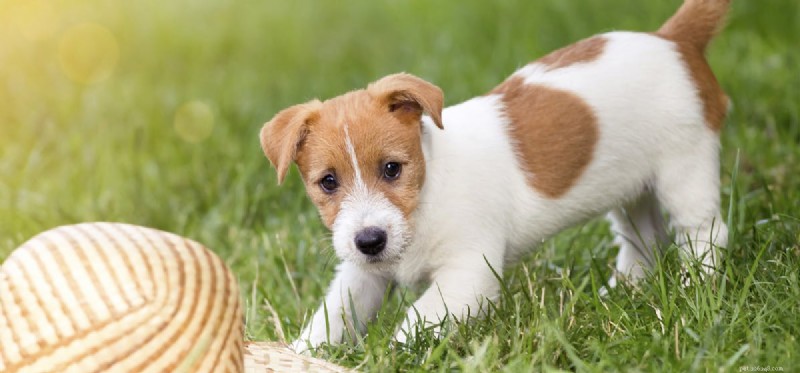 Os cães podem provar abacate?