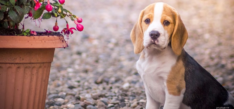 犬はアボカドを味わうことができますか?