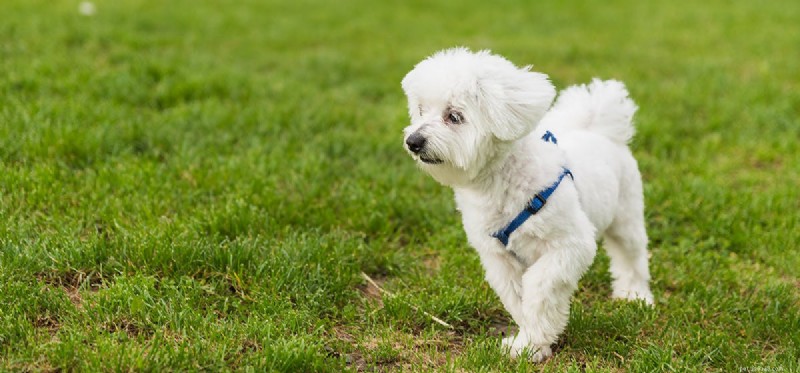 Os cães podem provar rúcula?