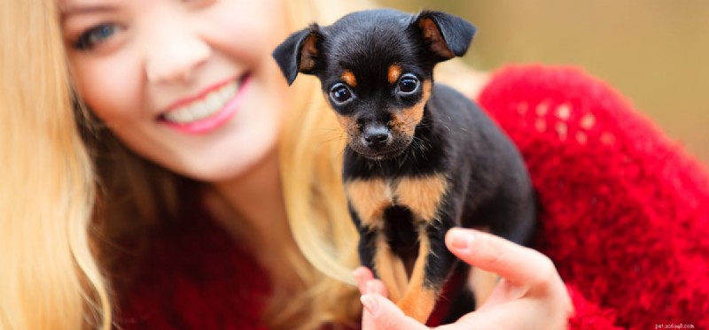 I cani possono assaggiare l avocado?