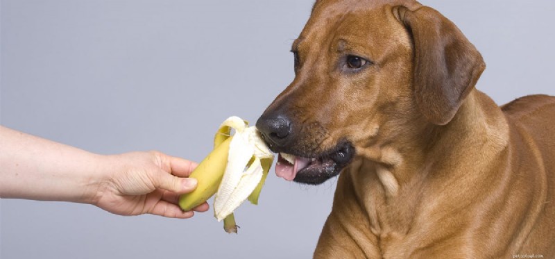 Os cães podem provar bananas?