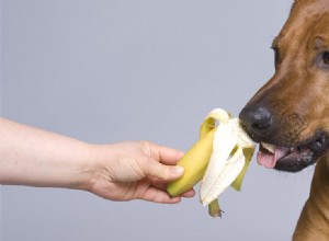 Os cães podem provar bananas?
