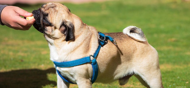 Os cães podem provar bananas?