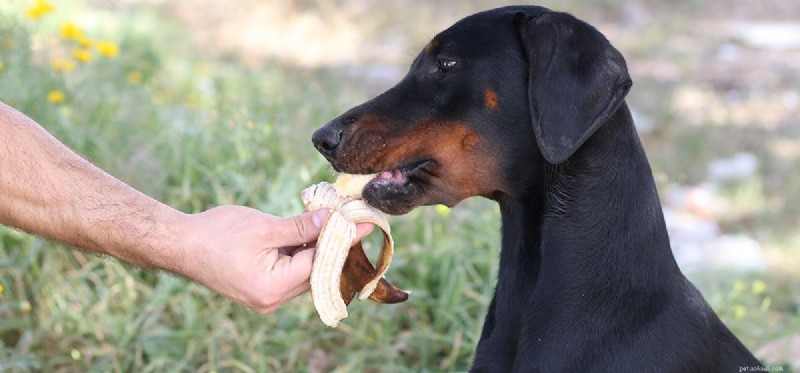 Os cães podem provar bananas?