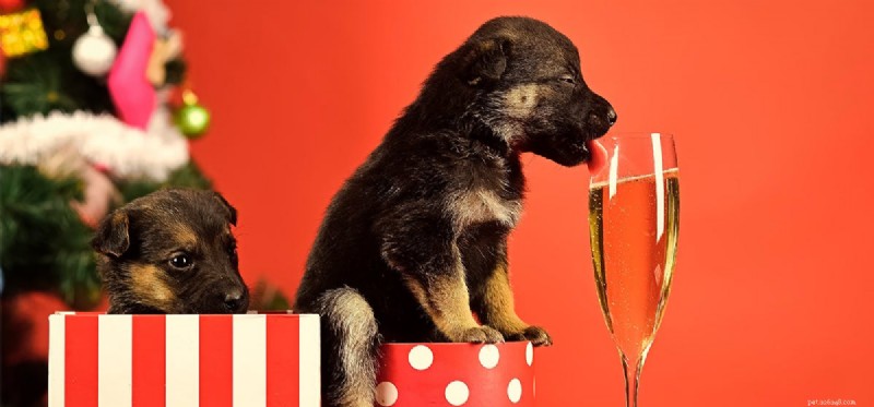 Les chiens peuvent-ils goûter à la bière ?