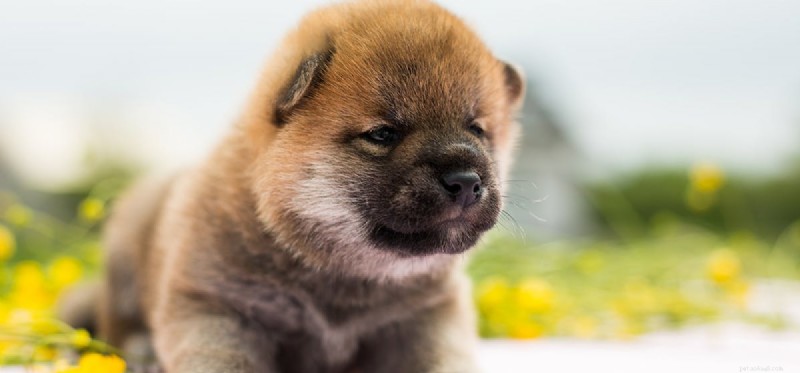 Os cães podem provar beterraba?