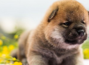 Les chiens peuvent-ils goûter les betteraves ?