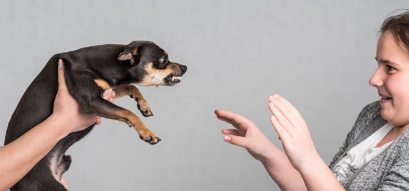 Kunnen honden bieten proeven?