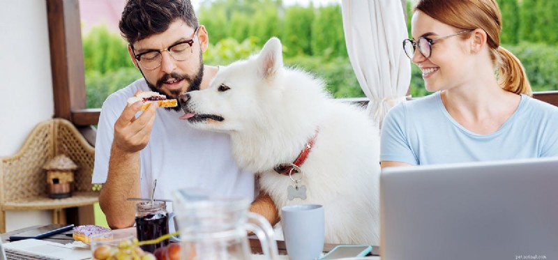 犬はパンを味わうことができますか?