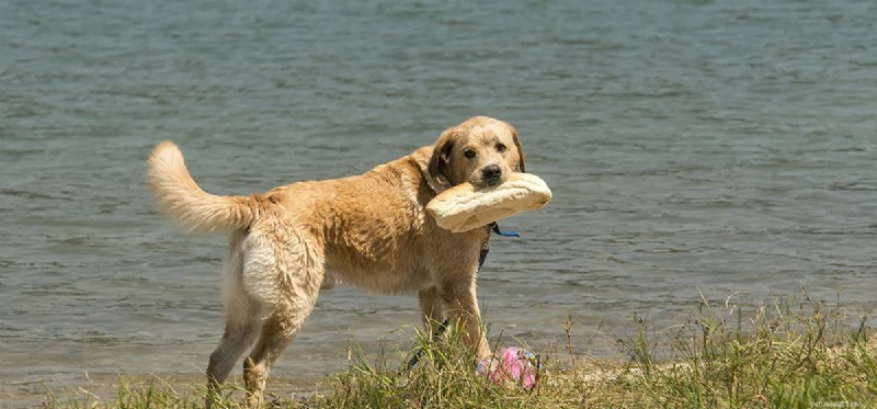 Kunnen honden brood proeven?