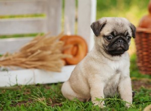 Můžou psi ochutnat chleba?