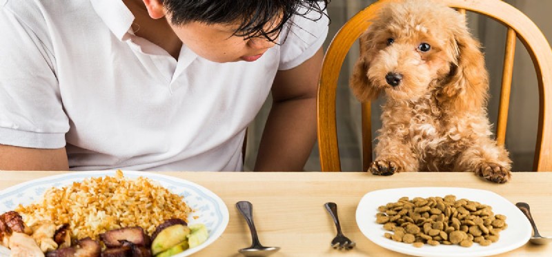 犬は玄米を味わうことができますか?