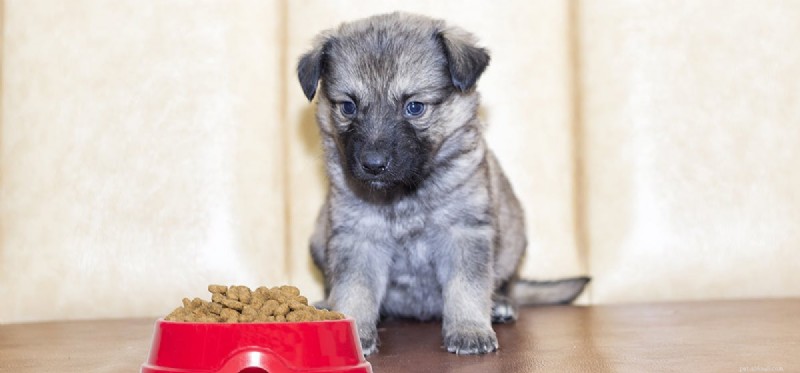 犬は玄米を味わうことができますか?