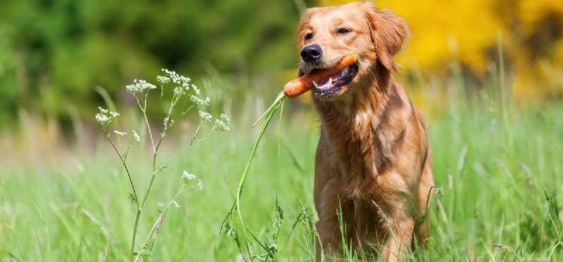 Os cães podem provar suco de cenoura?