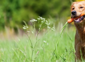 Os cães podem provar suco de cenoura?