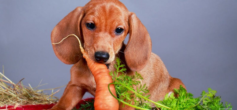 Os cães podem provar suco de cenoura?