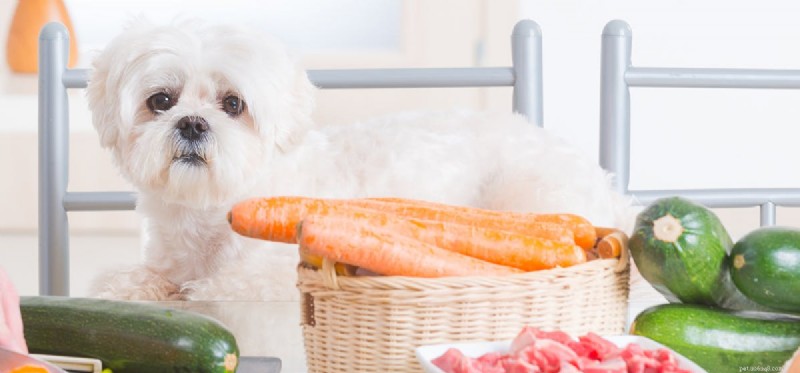 Os cães podem provar suco de cenoura?