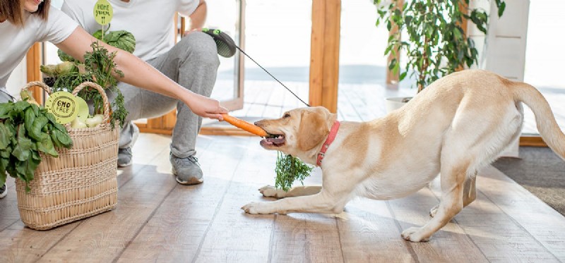 Os cães podem provar suco de cenoura?