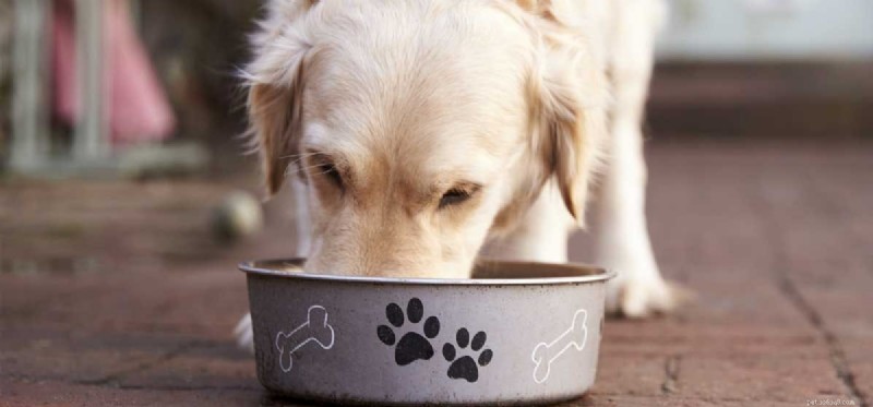 Os cães podem provar comida de gato?