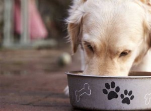 I cani possono assaggiare il cibo per gatti?