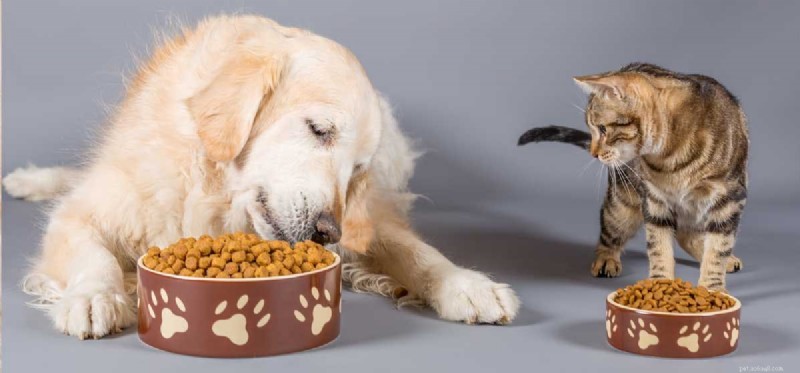 Os cães podem provar comida de gato?