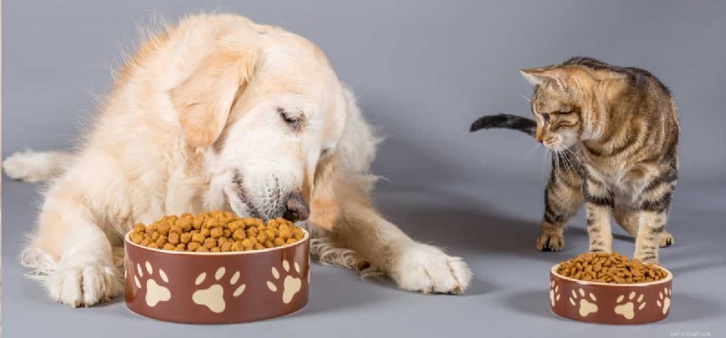 Les chiens peuvent-ils goûter la nourriture pour chat ?