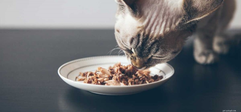 Могут ли собаки пробовать кошачью еду?