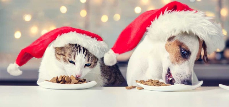 Les chiens peuvent-ils goûter la nourriture pour chat ?