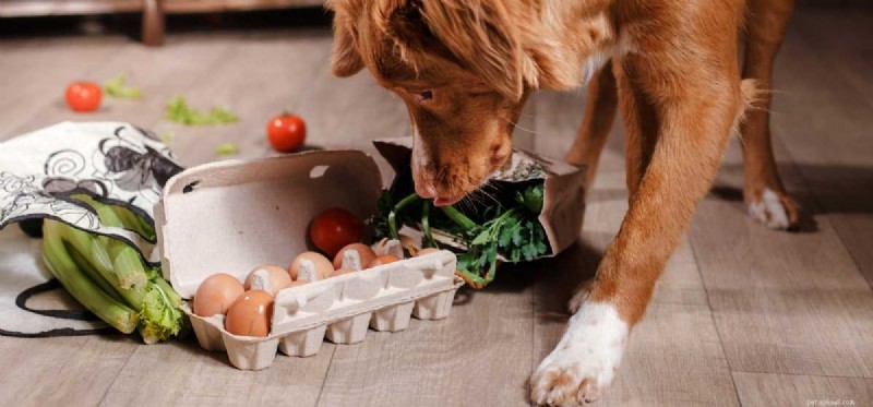I cani possono assaggiare il sedano?