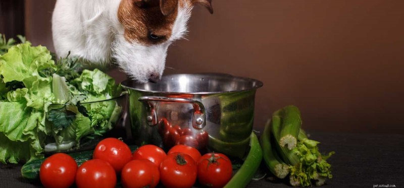 Os cães podem provar aipo?