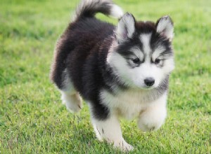 Os cães podem provar comida com queijo?