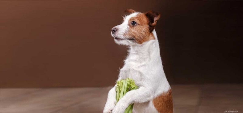 I cani possono assaggiare il sedano?