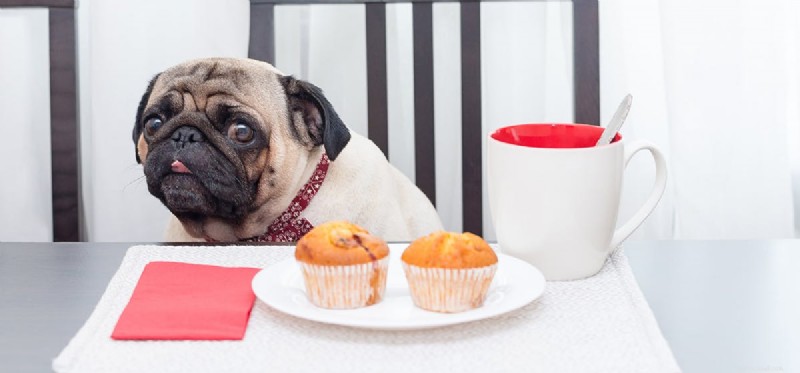 I cani possono assaggiare il latte al cioccolato?