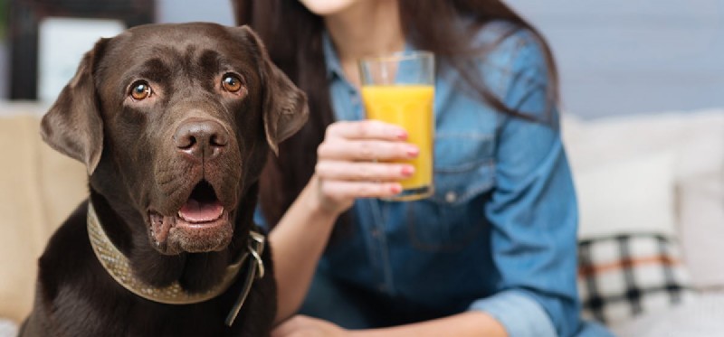 Os cães podem provar comida cítrica?
