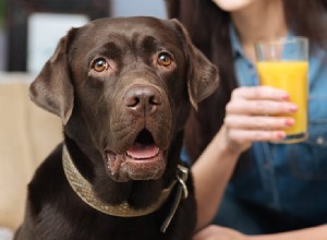 Kan hundar smaka citrusmat?